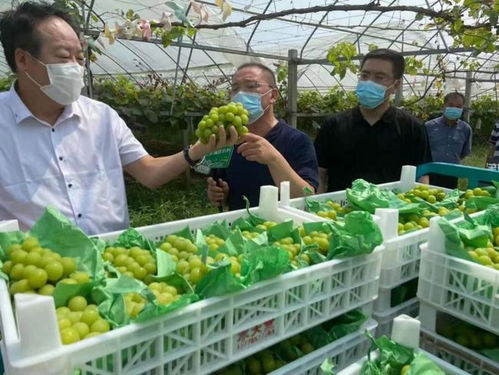 把傳統(tǒng)業(yè)務(wù)打造成獨(dú)特優(yōu)勢(shì) 農(nóng)產(chǎn)品流通的江蘇供銷模式